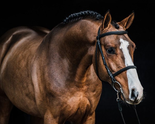 stallion Count On Me Z (Zangersheide riding horse, 2015, from Comilfo Plus Z)