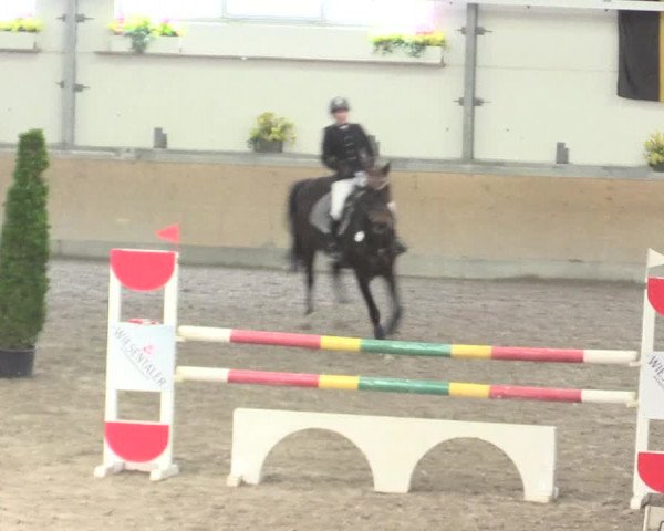 Reitturnier Waghäusel-Wiesental 2017