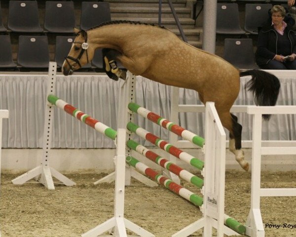 stallion Nancho's Noble Classic (German Riding Pony, 2008, from Heidbergs Nancho Nova)