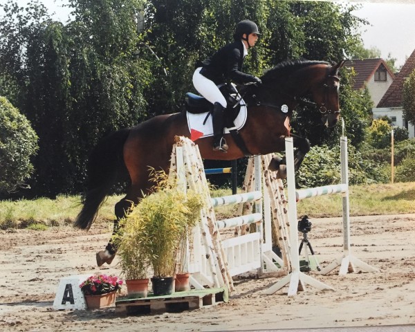 jumper Visible 2 (KWPN (Royal Dutch Sporthorse), 2002, from Emilion)
