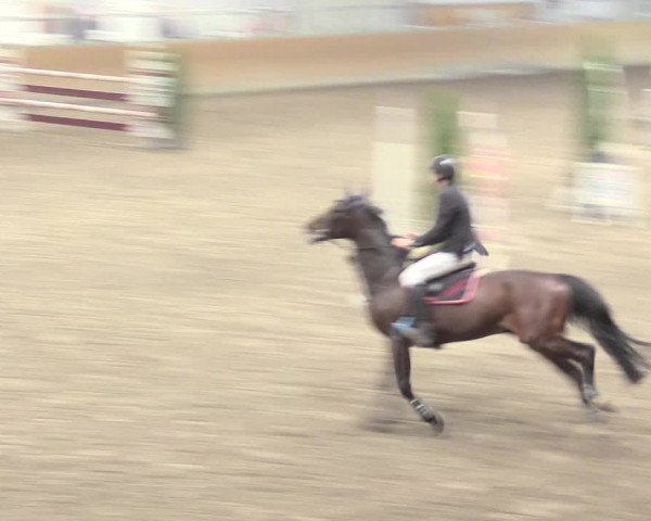 Reitturnier Waghäusel-Wiesental 2017
