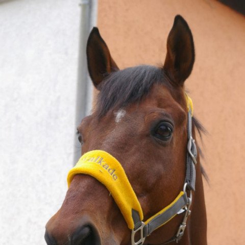 Pferd Seegraf xx (Englisches Vollblut, 1995, von Greinton xx) Pferd Seegraf xx (Englisches Vollblut, 1995, von Greinton xx)