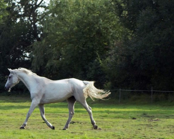 jumper Coriena 2 (Holsteiner, 2000, from Corrado I)