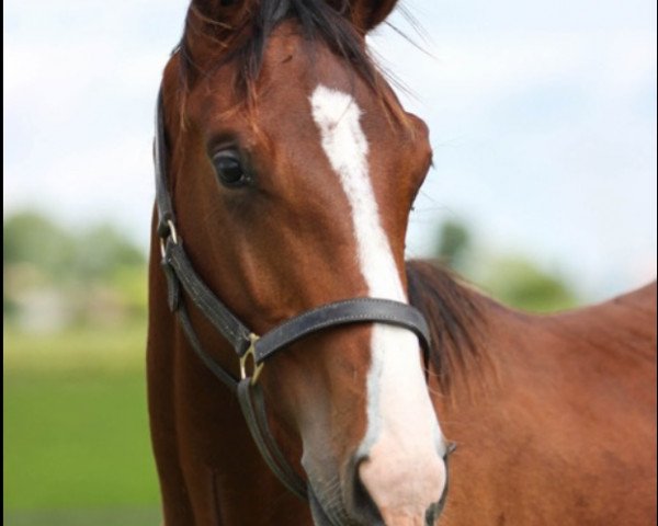 horse Etre Star de Bacon (Selle Français, 2014, from Power de Puychety)