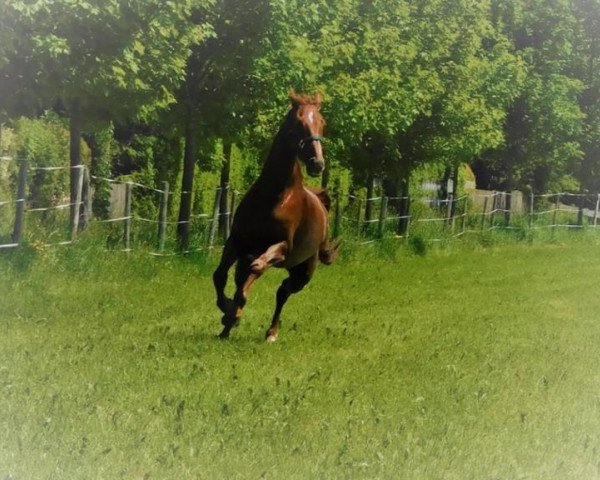 horse Rasmus (Oldenburg, 2003, from Relevant) horse Rasmus (Oldenburg, 2003, from Relevant)