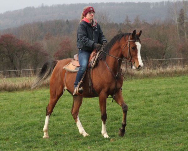 horse Eras (Arabian purebred, 2015, from Album ox)