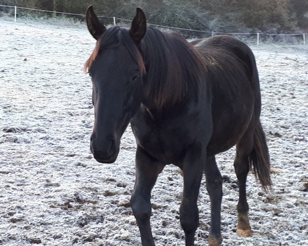Pferd Fürstenwald (Hannoveraner, 2017, von Fürstenhof)