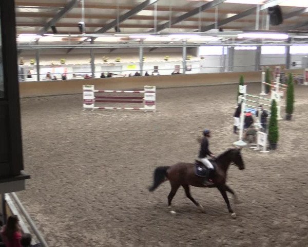 Reitturnier Waghäusel-Wiesental 2017