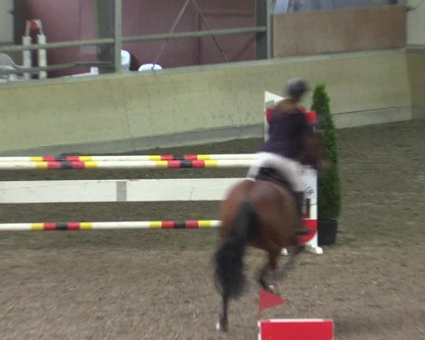 Reitturnier Waghäusel-Wiesental 2017