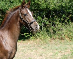 dressage horse Be loved (Westphalian, 2018, from HBS Backround)