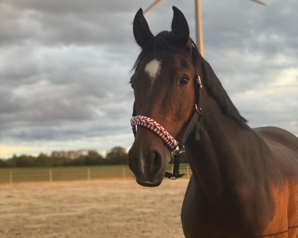 Zuchtstute Nora Naseweiss (Deutsches Reitpony, 2009, von Noir de Luxe)