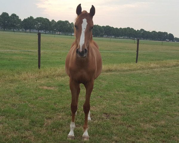Zuchtstute Quelle AEG (Belgisches Warmblut, 2016, von Indoctro)