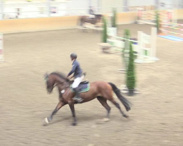 Reitturnier Waghäusel-Wiesental 2017