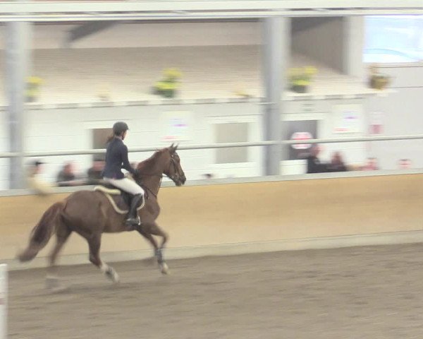 Reitturnier Waghäusel-Wiesental 2017