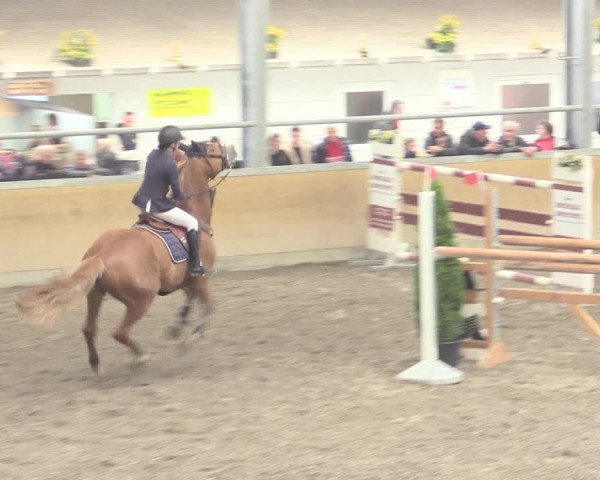 Reitturnier Waghäusel-Wiesental 2017