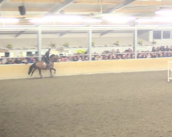 Reitturnier Waghäusel-Wiesental 2017