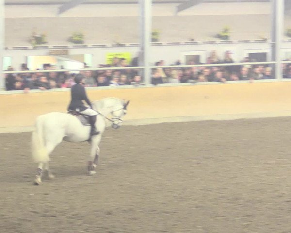 Reitturnier Waghäusel-Wiesental 2017