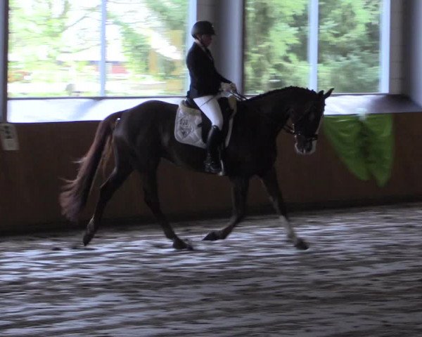 Reitturnier Dohrener Pferdetage 2017