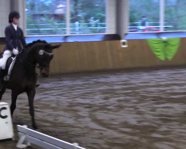 Reitturnier Dohrener Pferdetage 2017