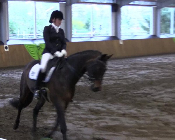 Reitturnier Dohrener Pferdetage 2017