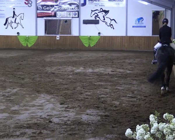 Reitturnier Dohrener Pferdetage 2017