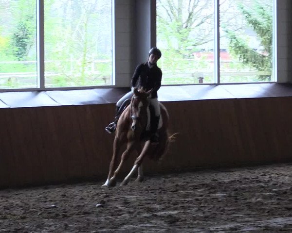 Reitturnier Dohrener Pferdetage 2017