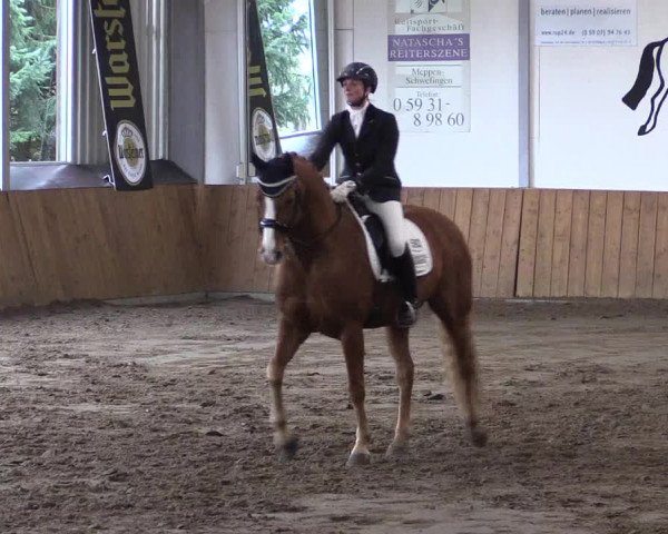 Reitturnier Dohrener Pferdetage 2017