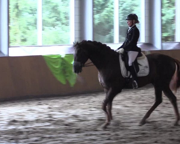 Reitturnier Dohrener Pferdetage 2017