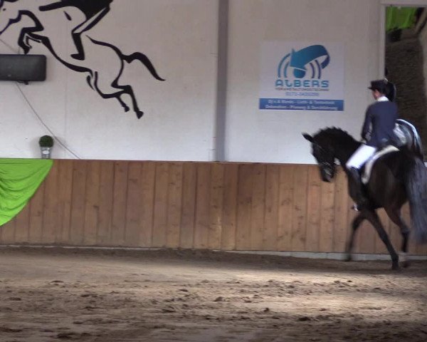 Reitturnier Dohrener Pferdetage 2017
