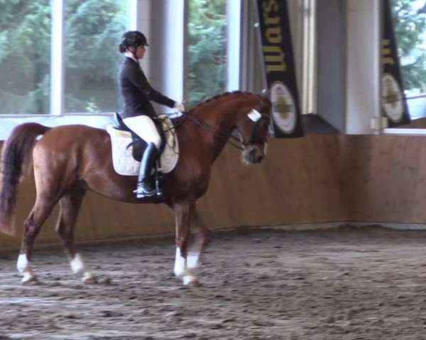 Reitturnier Dohrener Pferdetage 2017