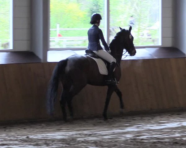 Reitturnier Dohrener Pferdetage 2017