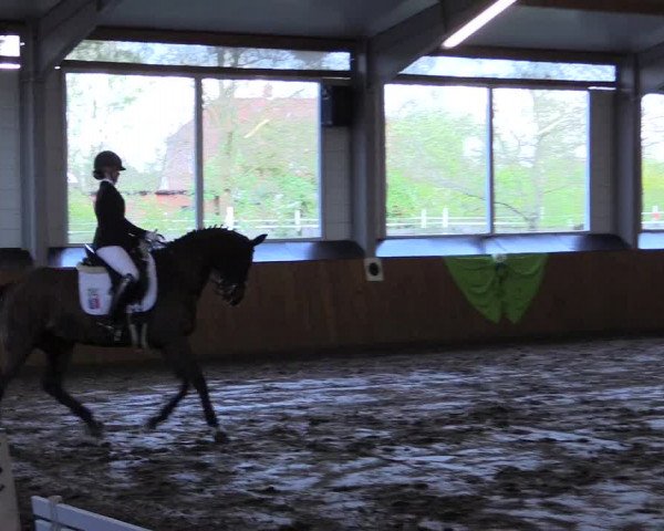 Reitturnier Dohrener Pferdetage 2017