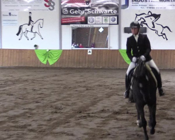 Reitturnier Dohrener Pferdetage 2017