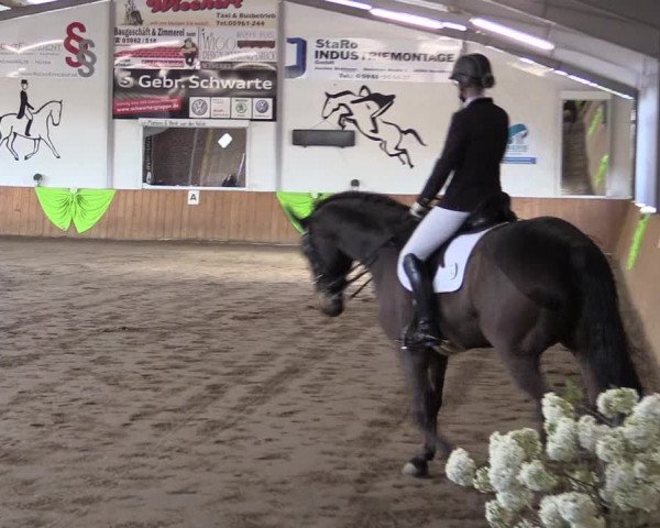 Reitturnier Dohrener Pferdetage 2017