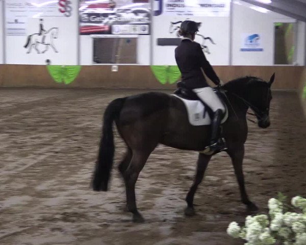 Reitturnier Dohrener Pferdetage 2017