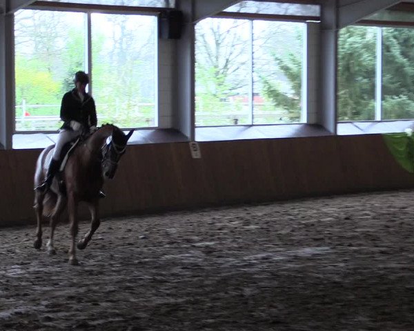 Reitturnier Dohrener Pferdetage 2017