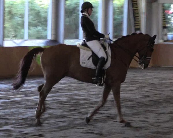 Reitturnier Dohrener Pferdetage 2017