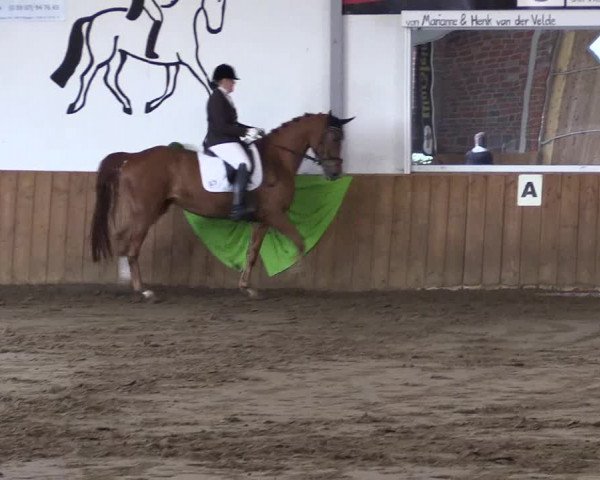 Reitturnier Dohrener Pferdetage 2017