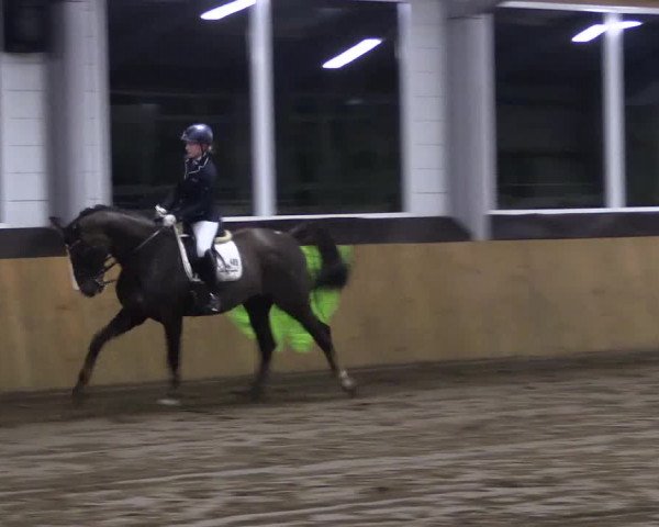 Reitturnier Dohrener Pferdetage 2017