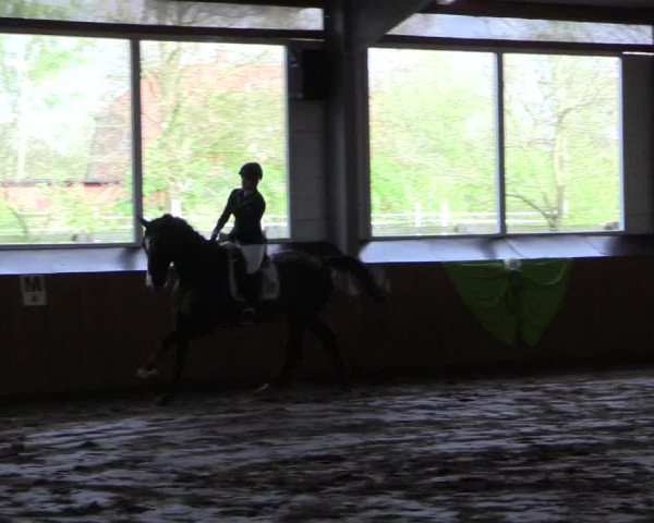 Reitturnier Dohrener Pferdetage 2017