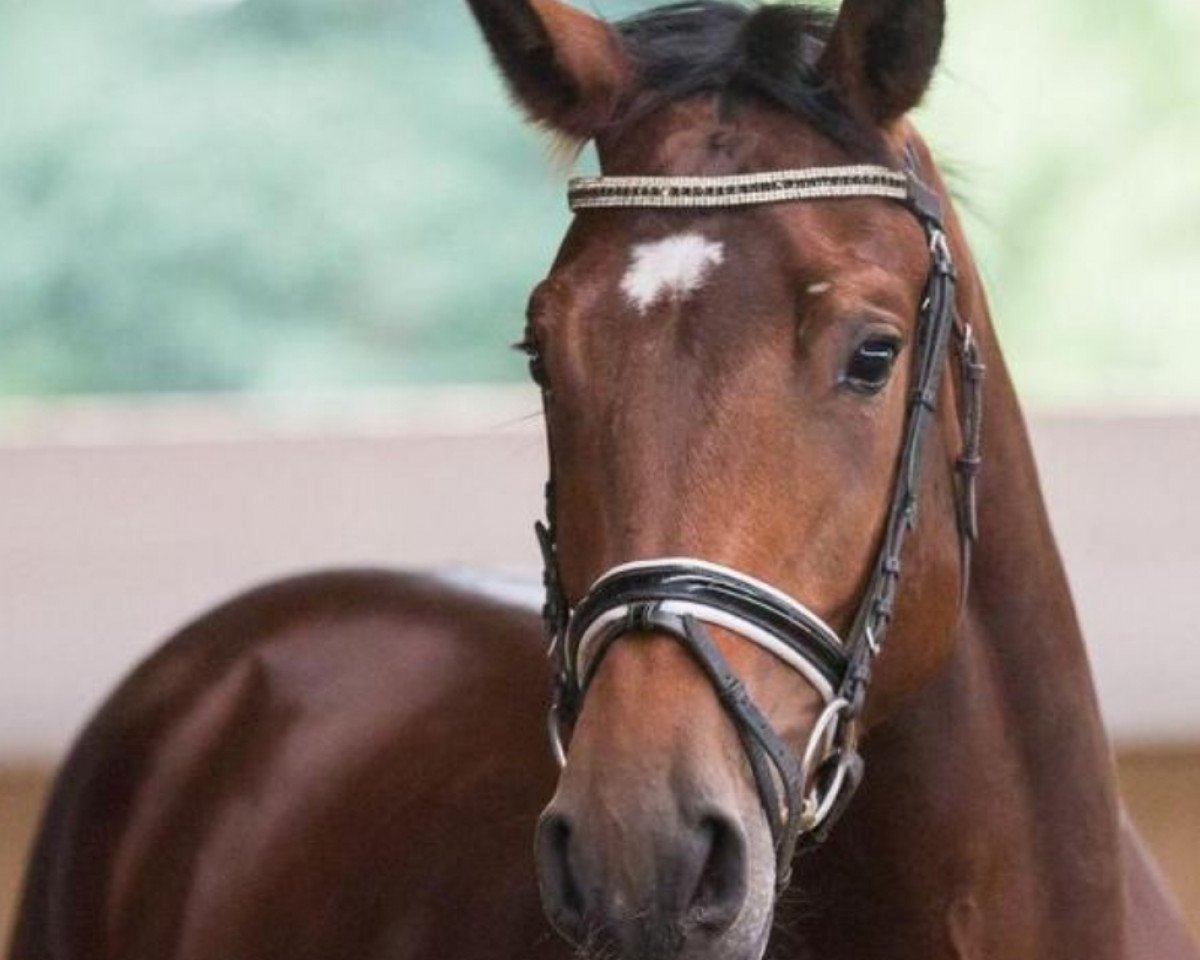 horse Quasar QT (Oldenburg, 2014, from Quaterback)