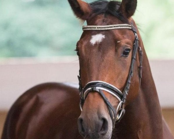 horse Quasar QT (Oldenburg, 2014, from Quaterback)