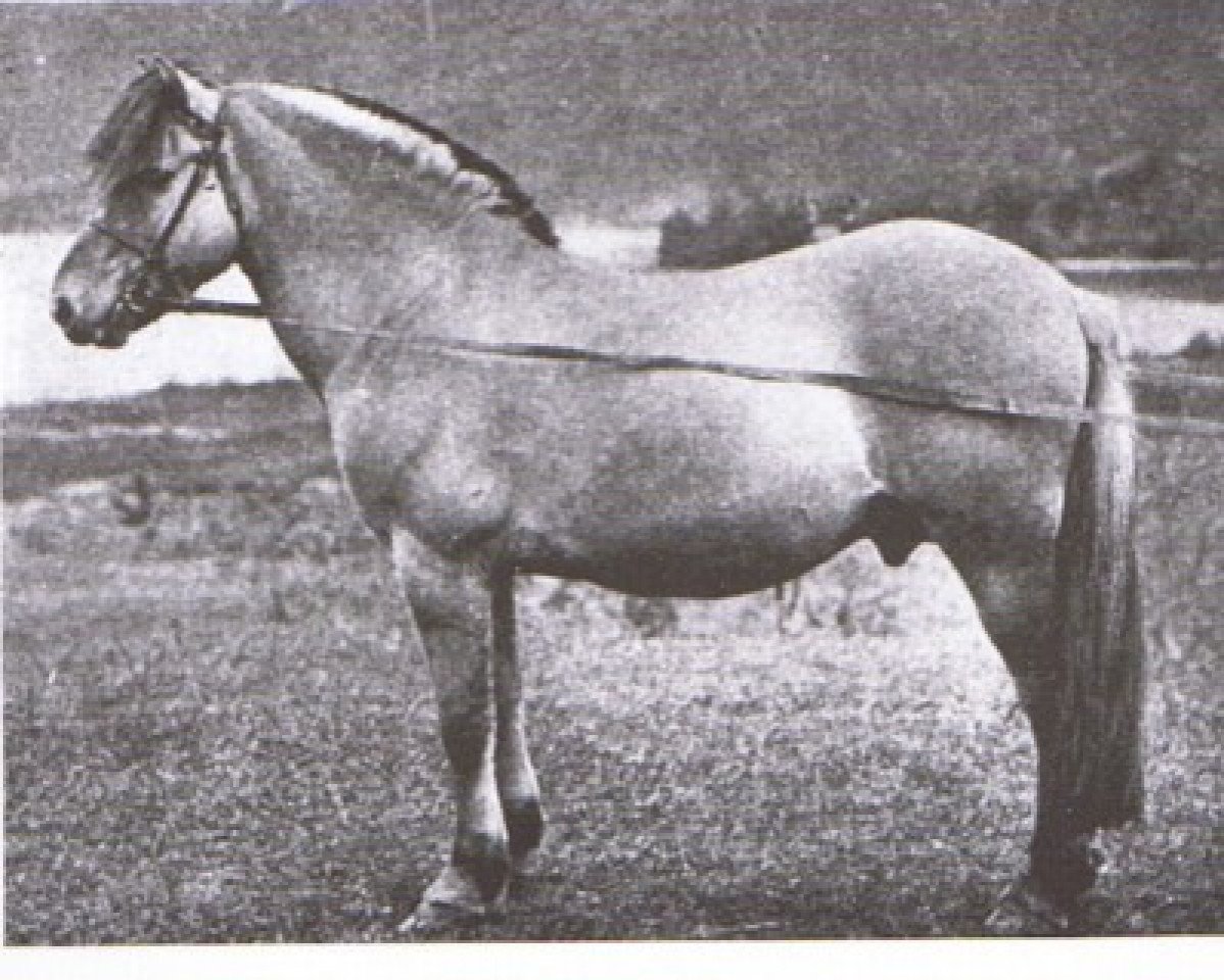 stallion Njål N.166 (Fjord Horse, 1891, from Fleitner N.97)