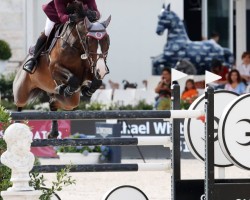 jumper El Wee Widge (anglo european sporthorse, 2009, from Wheaweij de Landetta)