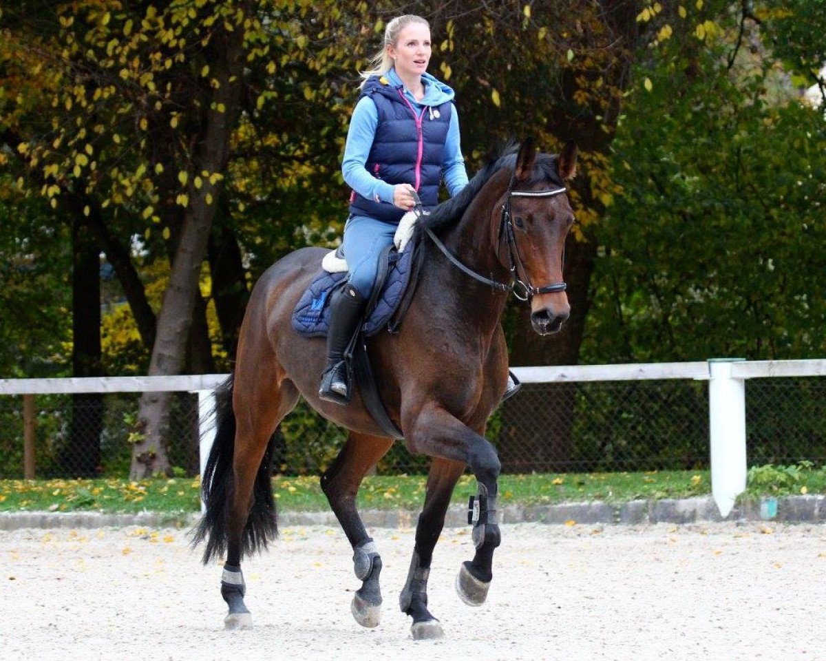 jumper Ginetty N (Hanoverian, 2009, from Graf Top)