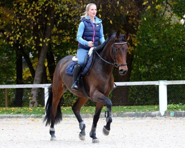 jumper Ginetty N (Hanoverian, 2009, from Graf Top)
