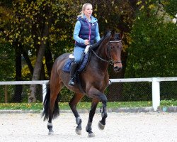 jumper Ginetty N (Hanoverian, 2009, from Graf Top)
