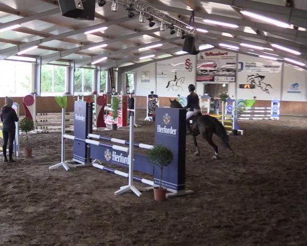 Reitturnier Dohrener Pferdetage 2017