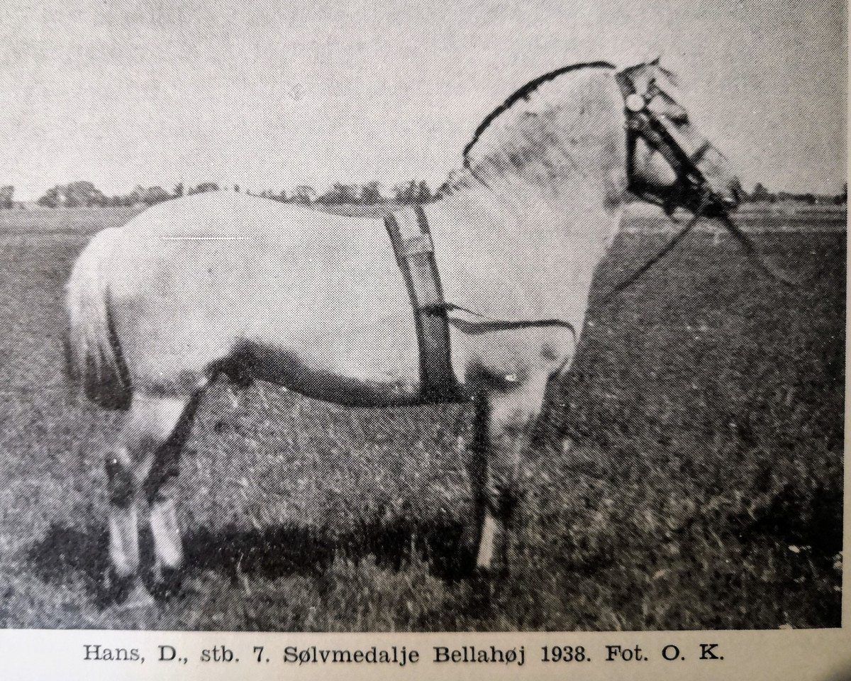stallion Hans D 7 (Fjord Horse, 1933, from Noralv N.897)