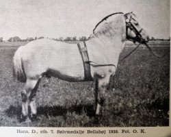 stallion Hans D 7 (Fjord Horse, 1933, from Noralv N.897)